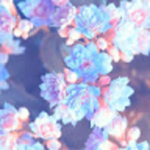 Meet your Posher, Joanna